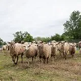 thumbnail for publication: Selection of Sheep Meat Breeds in Florida